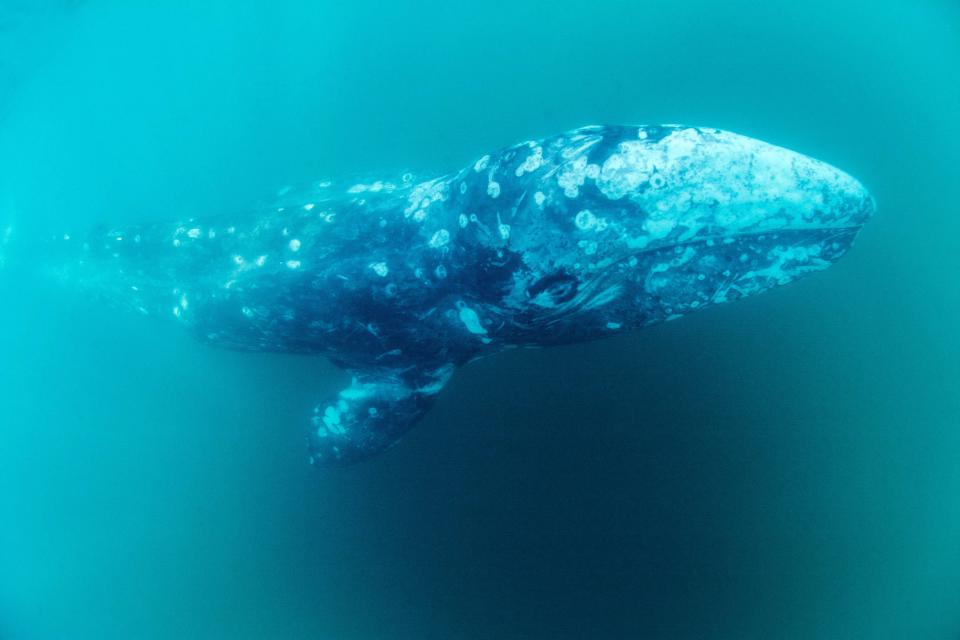 TOPSHOT - A photograph taken on May 4, 2021 shows a young grey whale, called Wally, swimming in the Mediterranean sea, off the coast of Sete, southern France. - A young grey whale has been sighted off the southern French coast in recent days, lost in the Mediterranean and trying unsuccessfully to make it back to its natural habitat, the northern Pacific, the national network for the rescue of sea mammals said. The whale, some eight metres long (26 feet) and around 15 months old, had already been seen off Morocco in March, and then again in Italian waters, first near Naples, then Rome and then Genoa. (Photo by Renaud Dupuy de la Grandrive / AFP) (Photo by RENAUD DUPUY DE LA GRANDRIVE/AFP via Getty Images)