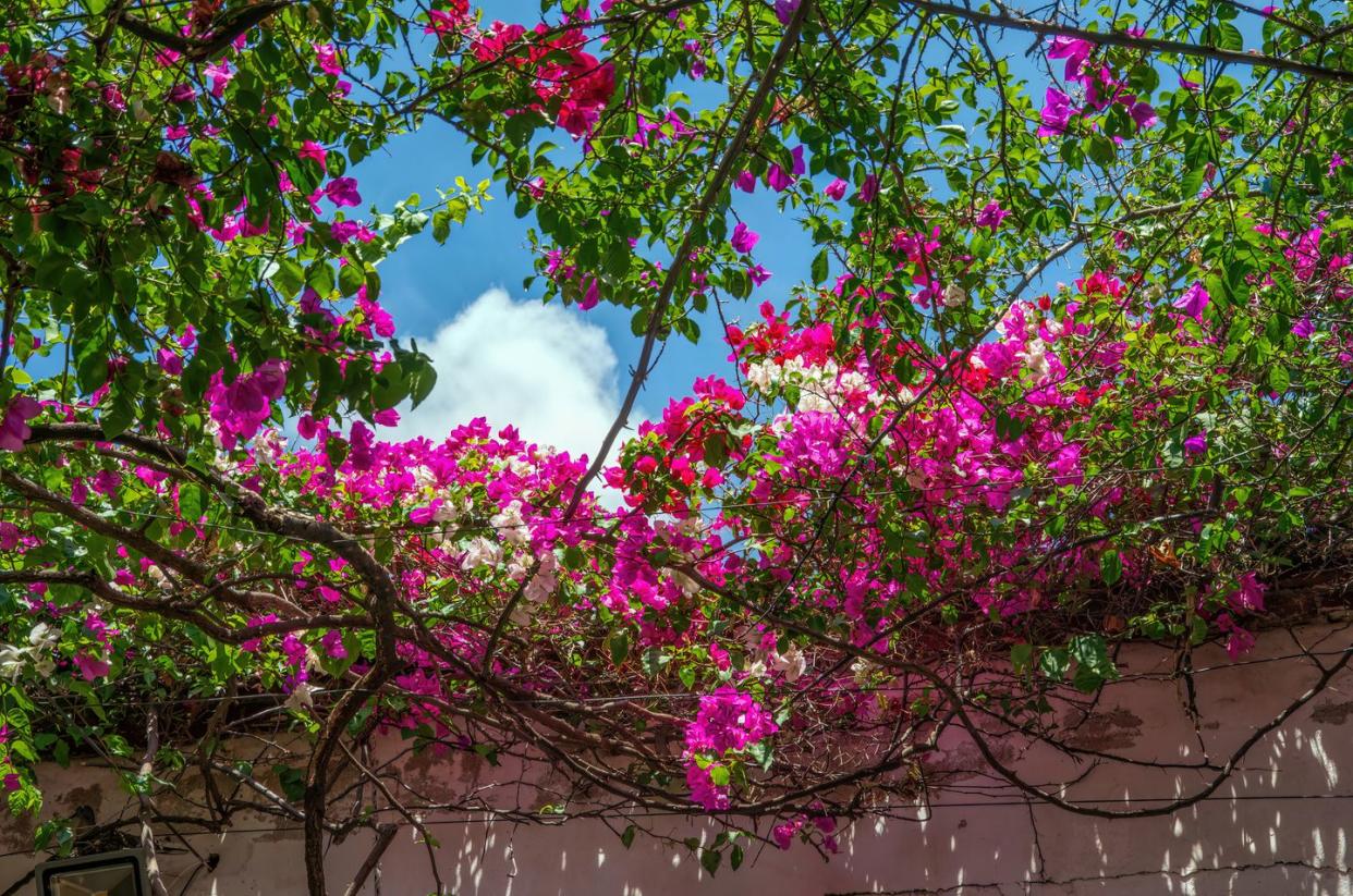 arbor of different colored bougainvillea overhanging an outdoor patio