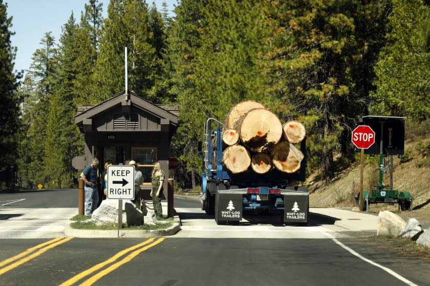 Yosemite National Park, California-April 19, 2021-Cut trees are trucked out the entrance to Yosemite National Park on April 19, 2021. The nonprofit Earth Island Institute has filed a lawsuit to stop logging in the National Park arguing that the work violates federal environmental requirements. The "biomass removal project" covers nearly 2,000 acres within the park and authorizes crews to remove thousands of standing dead trees and healthy ponderosa pines, white firs and incense cedars to reduce the fire risk to Yosemite Valley, the Merced and Tuolumne groves of giant sequoias, habitat for rare species including Pacific fishers and great gray owls and communities including El Portal, Foresta and Yosemite Village. Chad Hanson, a member of Earth Island Institute, is against the biomass removal project. (Carolyn Cole/Los Angeles Times)
