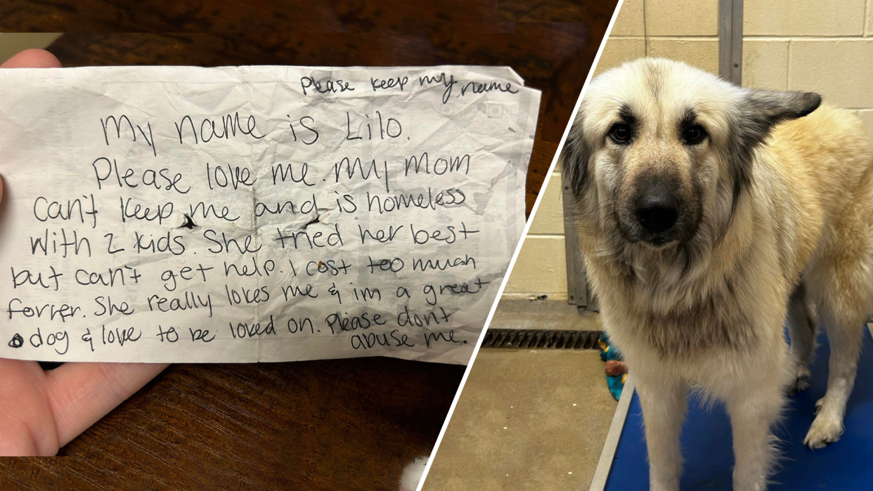 When an adorable pup named Lilo arrived to an animal shelter with a heart-wrenching note from its owner, folks at McKamey Animal Center decided to step in. (Credit: McKamey Animal Center) 