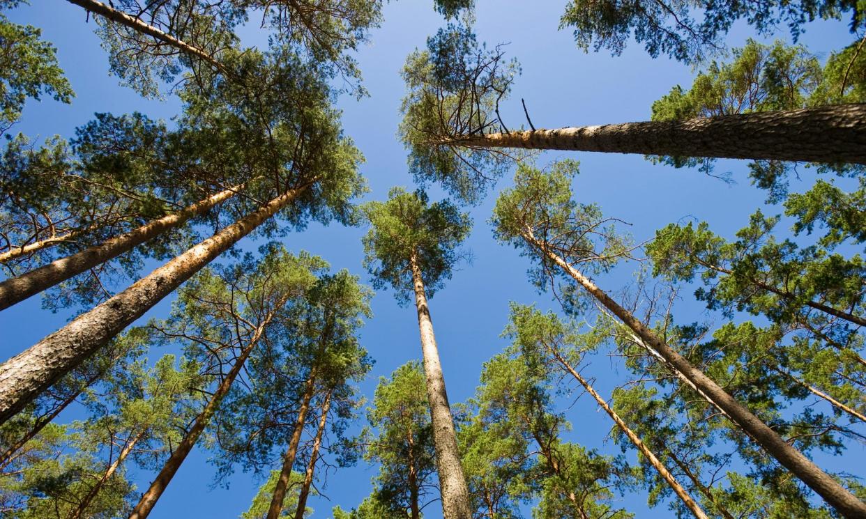 <span>The researchers studied 20 different species of conifers planted 100 years ago in the Netherlands.</span><span>Photograph: ImageBroker/Alamy</span>