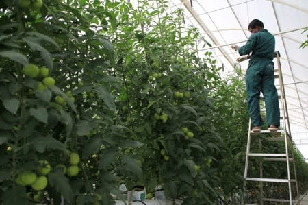 A worker inspects tomatoes in a greenhouse at Agrico, which has the country's biggest hydroponic farm, in Al-Khor