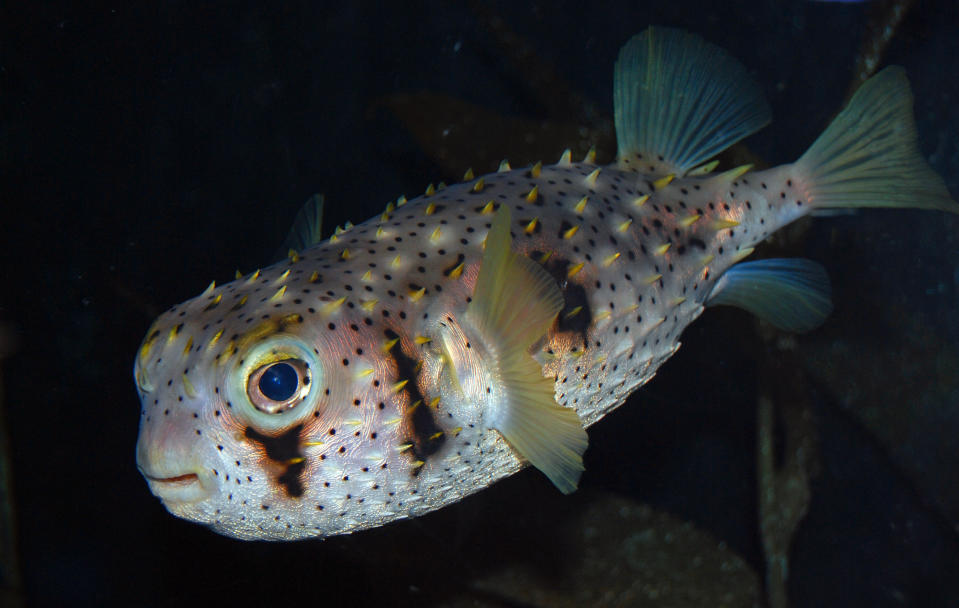 A cute looking puffer fish up close at a Sydney aquarium.