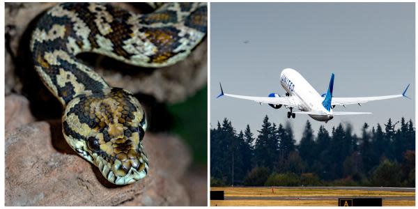 ¡De película! Serpiente causa terror a pasajeros en vuelo de United 