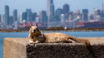 <p>Nicolas Bamberski caught a ground squirrel sunbathing in Alameda, California, in front of a scenic view of San Francisco and couldn't resist taking a picture. His photo "<a href="https://www.picfair.com/pics/015638498-tanning-in-style" rel="nofollow noopener" target="_blank" data-ylk="slk:Tanning In Style;elm:context_link;itc:0;sec:content-canvas" class="link ">Tanning In Style</a>" was a finalist in the awards' Fancy Seeing You Here category.</p>