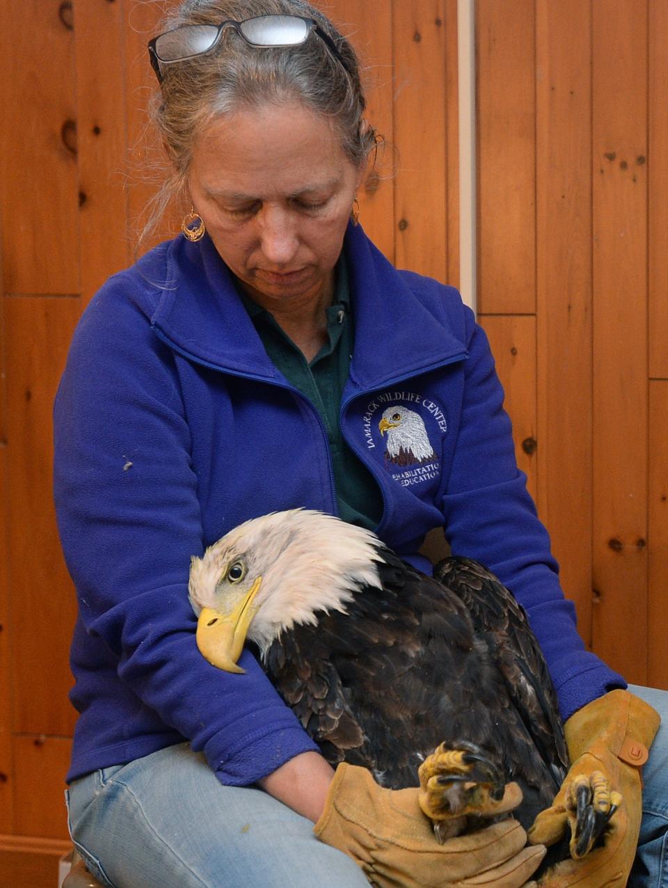 Carol Holmgren, executive director and wildlife rehabilitator at the Tamarack Wildlife Rehabilitation Center, comforts a female bald eagle moments before it died in 2017 while being treated for lead poisoning.