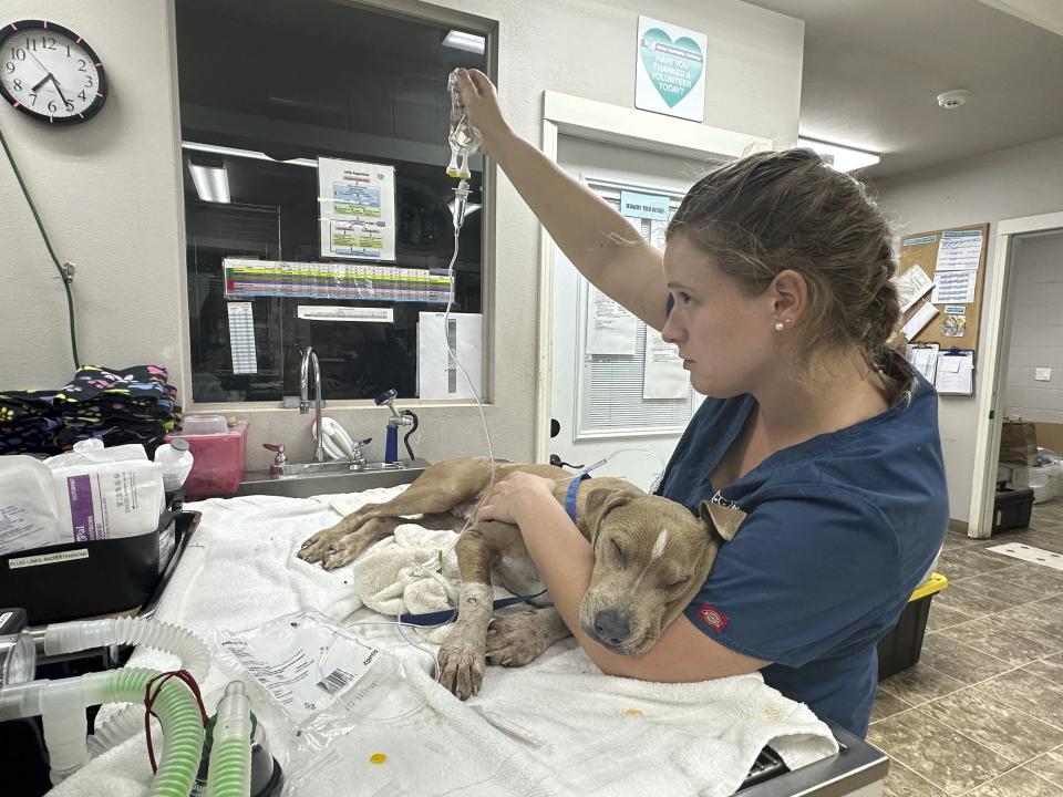 Esta fotografía proporcionada por Sociedad Protectora de los Animales de Maui y publicada en la semana del 9 de agosto de 2023, muestra un perro herido mientras es atendido por una veterinaria en Lahaina, Hawai. (Katie Shannon/Maui Humane Society via AP)