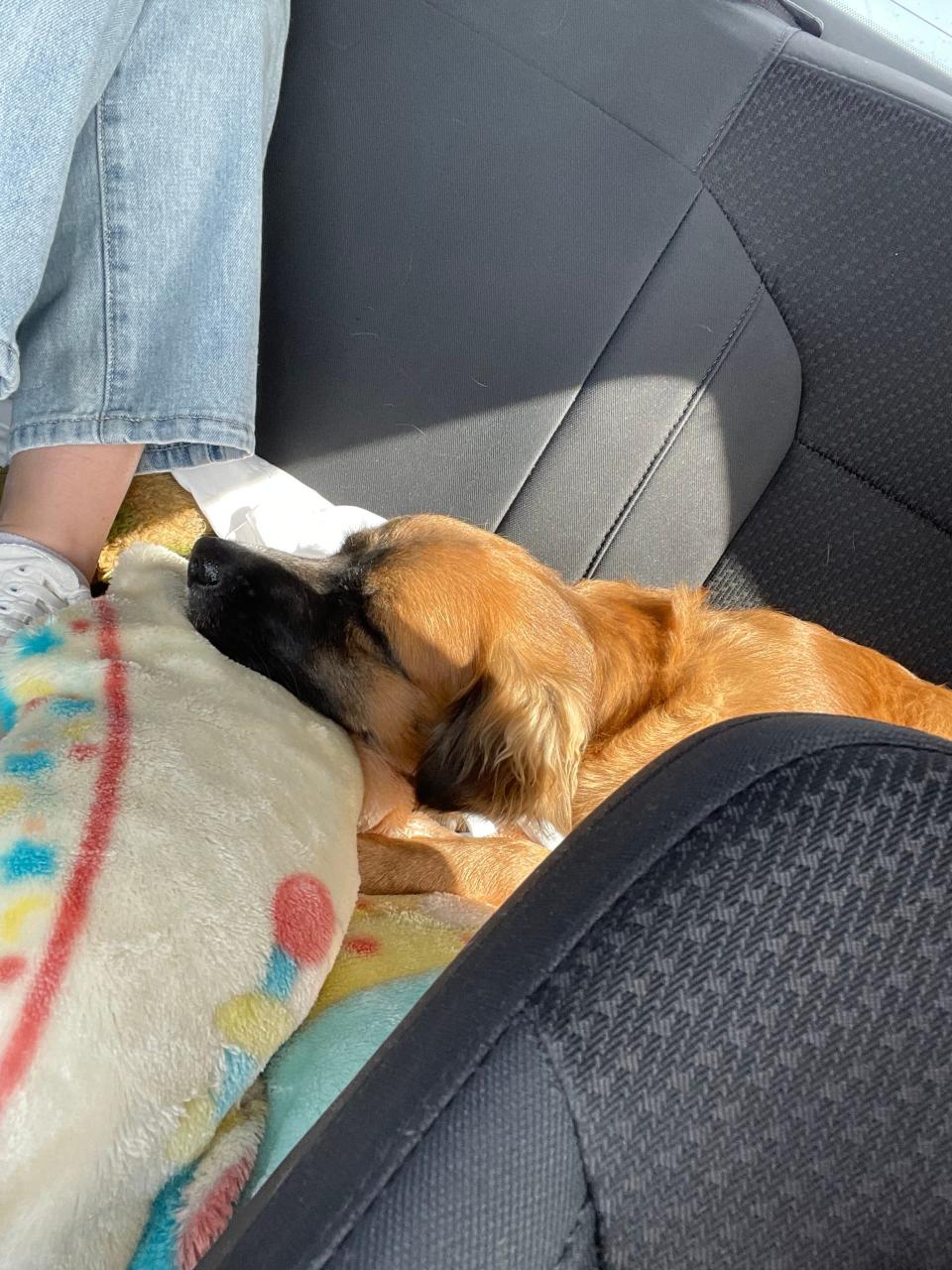 Valerie Silva's dog, Sunny, takes a nap on the way to Mexicali.