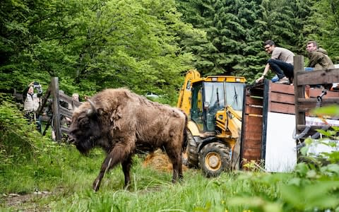 Rewilding Europe, which is working in the Apennines, wants to return large tracts of Europe back to nature and to reintroduce animals such as the European bison. This one was released into the wild in the Carpathians of Romania. - Credit: Rewilding Europe
