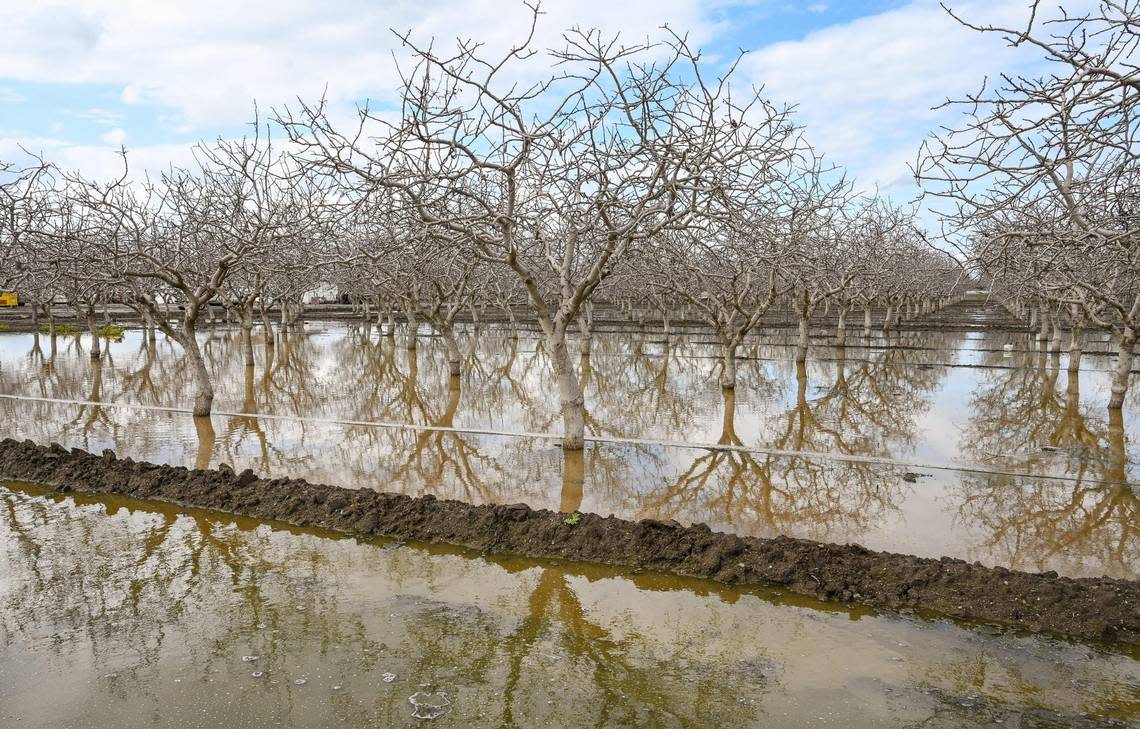 Orchard trees sit in floodwater east of Corcoran on Thursday, March 23, 2023.