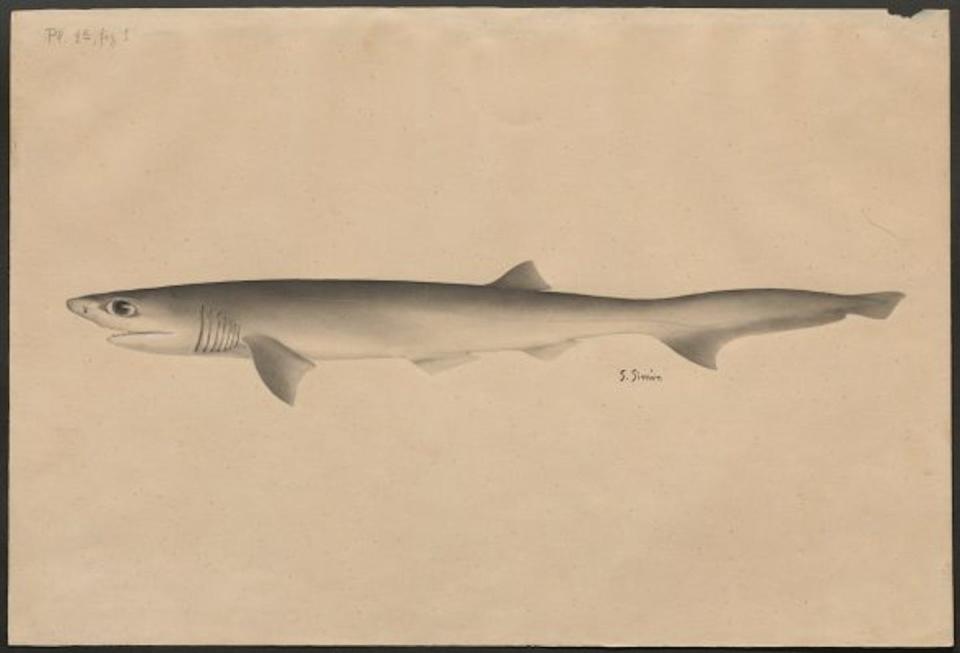 Vista lateral de hembra joven de tiburón de siete branquias <em>Heptranchias cinereus</em> dibujada por Josefa Sanz. <a href="https://csic-primo.hosted.exlibrisgroup.com/permalink/f/m4830f/34CSIC_ALMA_DS21150199360004201" rel="nofollow noopener" target="_blank" data-ylk="slk:Archivo del Museo Nacional de Ciencias Naturales (CSIC);elm:context_link;itc:0;sec:content-canvas" class="link ">Archivo del Museo Nacional de Ciencias Naturales (CSIC)</a>, <a href="http://creativecommons.org/licenses/by-sa/4.0/" rel="nofollow noopener" target="_blank" data-ylk="slk:CC BY-SA;elm:context_link;itc:0;sec:content-canvas" class="link ">CC BY-SA</a>