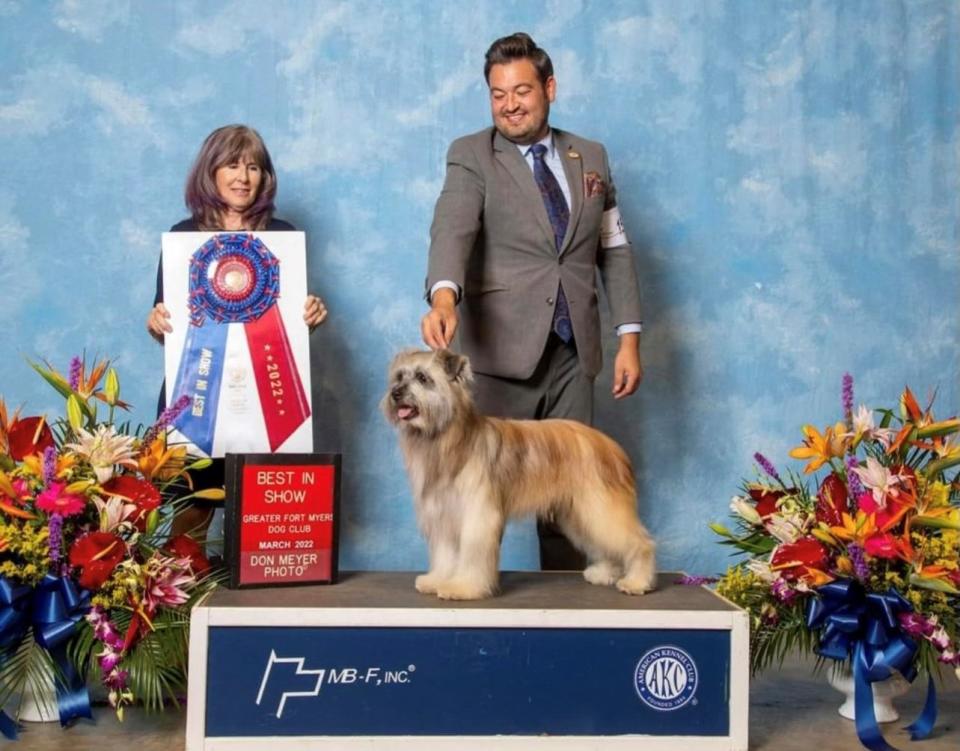 Pyrenean shepherd Bruce, also known as GCHS La Brise Man O' War, won best in show at the 2022 AKC Dog Show Extravaganza in North Fort Myers.