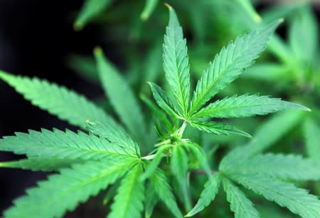 FILE PHOTO: Marijuana plants are displayed for sale at Canna Pi medical marijuana dispensary in Seattle