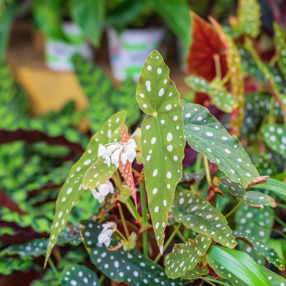 how to grow angel wing begonia