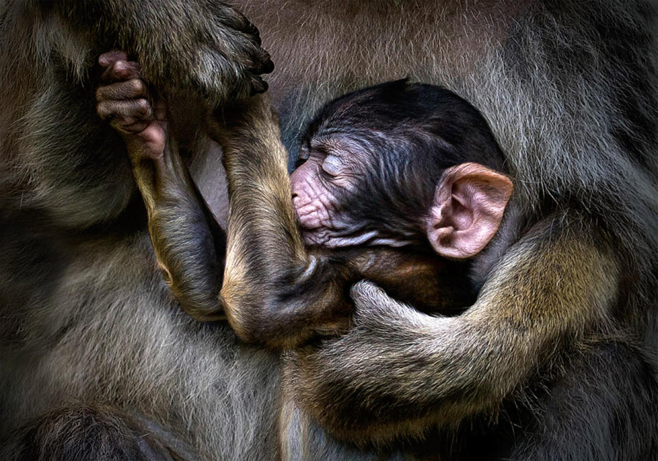 A baby ape in its mothers arms. (Photo: Pedro Jarque Krebs/Caters News)