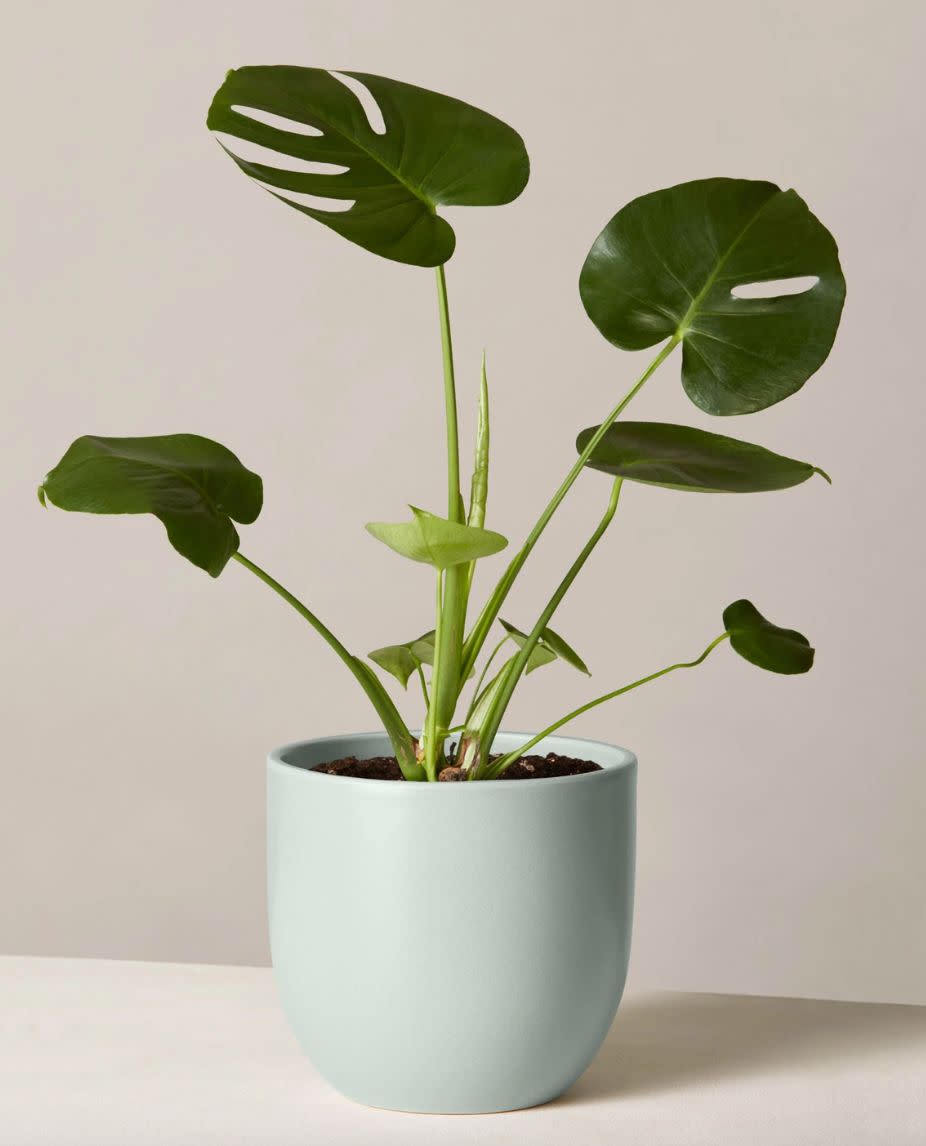 <a href="https://fave.co/2R9EECJ" target="_blank" rel="noopener noreferrer"><strong>This plant from The Sill is originally $55 and you can get it now for $28</strong></a>.&nbsp;<br />