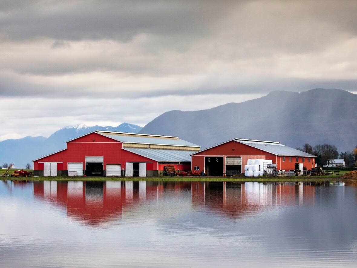 A barn sits surrounded by floodwater in the Sumas Prairie flood zone in Abbotsford, B.C., on Nov. 29. (Ben Nelms/CBC - image credit)