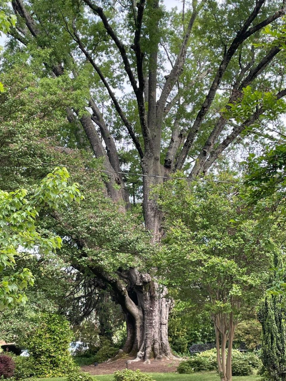 Reader Larry Clark’s favorite tree in the Triangle is in Raleigh.