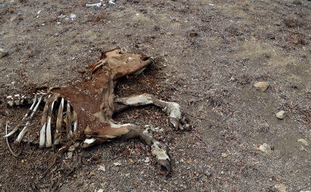 FILE PHOTO: The carcass of a cow is seen at a ranch as the Caribbean nation endures its worst drought in 30 years, in Santiago Rodriguez, Dominican Republic March 16, 2019. REUTERS/Ricardo Rojas/File Photo