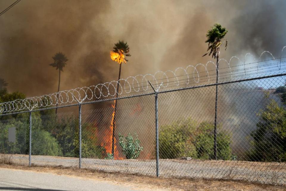 Palm trees burn in a fire burned about 40 acres in Los Angeles.