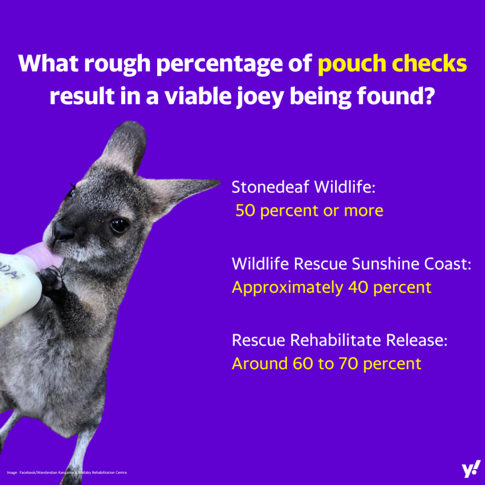 Source: Yahoo/Wandandian Kangaroo & Wallaby Rehabilitation Centre