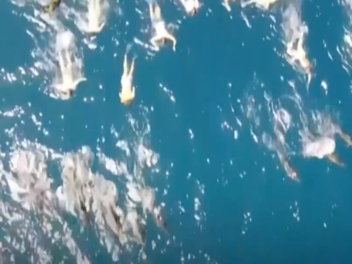 A group of swimmers in Hawaii pursue a pod of wild spinner dolphins, which is prohibited under federal law  (Hawaii Department of Land and Natural Resources)