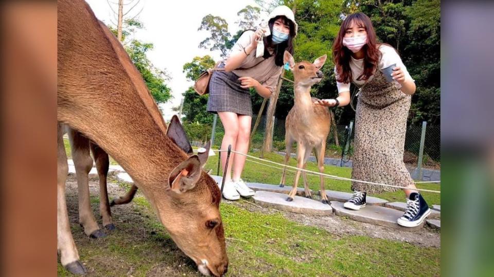 斑比山丘號稱「北部台版奈良」。（圖／翻攝自斑比山丘 Bambi Land粉絲團） 台版摩洛哥拍廢墟風！全國12處「偽出國」景點爆紅