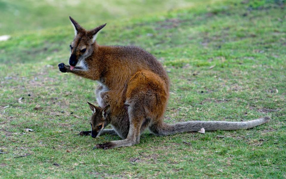 kangaroos - Getty