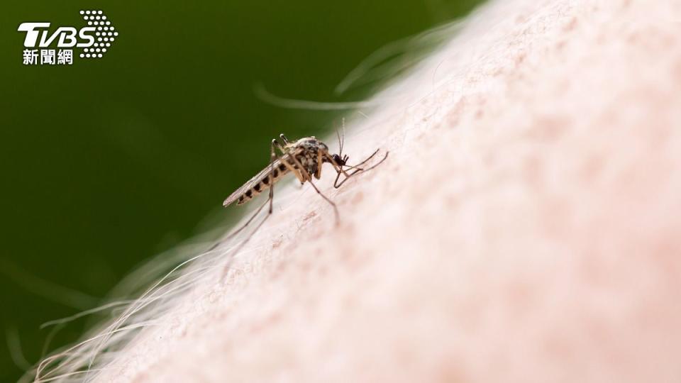 蚊子喜歡在耳邊飛吵人睡覺，但開燈後又常常找不到。（示意圖／shutterstock達志影像） 