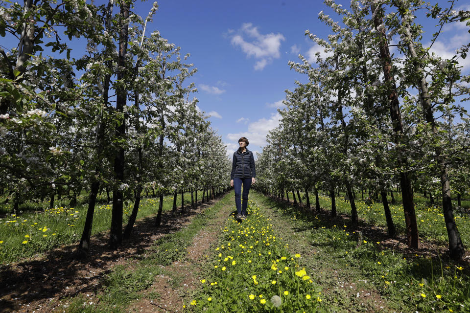 In this May 5, 2020, photo, Ali Capper looks towards apple trees in blossom at Stocks Farm in Suckley, Worcestershire. “Normally we would have 12 to 16 Polish workers here in the spring. Only four of our team made it, and they arrived before lockdown,” said Capper, who grows apples and hops with her husband at their family farm. (AP Photo/Kirsty Wigglesworth)