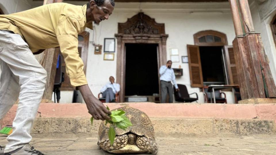 A giant tortoise, caring by 85-year-old collector Abdullah Ali Sharif, is seen at the Abdullah Ali Sharif Museum in Harar, Ethiopia on June 17, 2024. Sharif, exhibits artefacts from Islamic and Ottoman history, as well as weapons from the Second World War. 