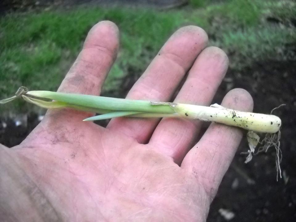 Onions sold as plants grow better than onion "sets," which are like little bulbs.