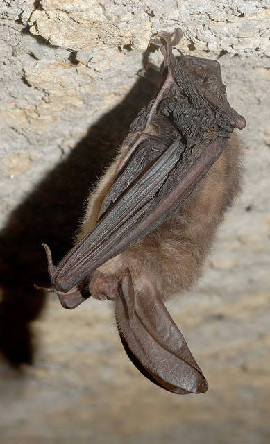 Virginia big-eared bat
