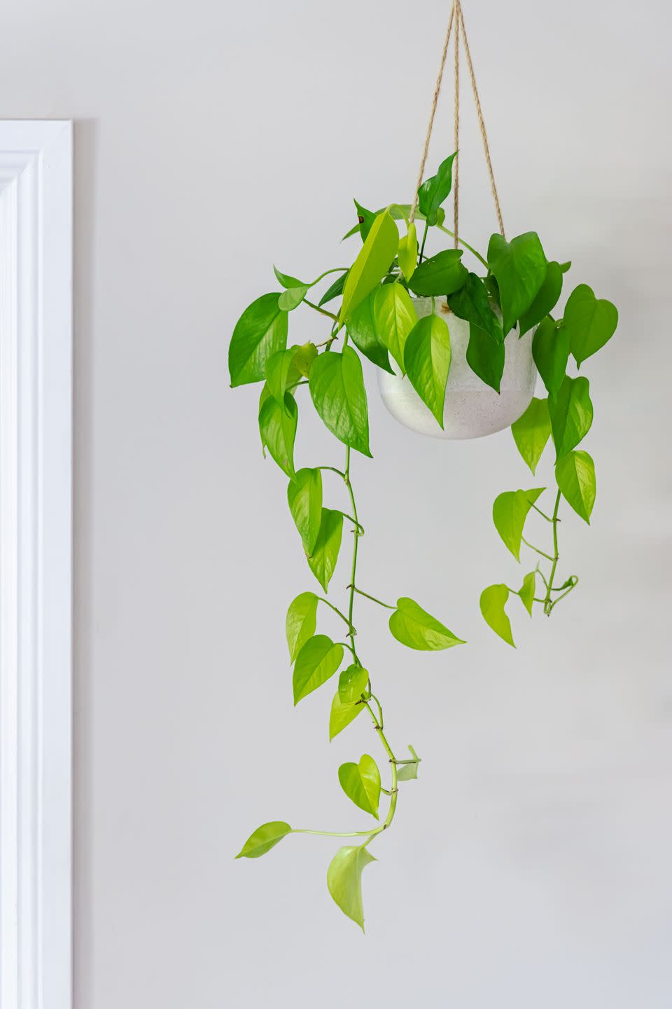 best indoor and outdoor hanging plants