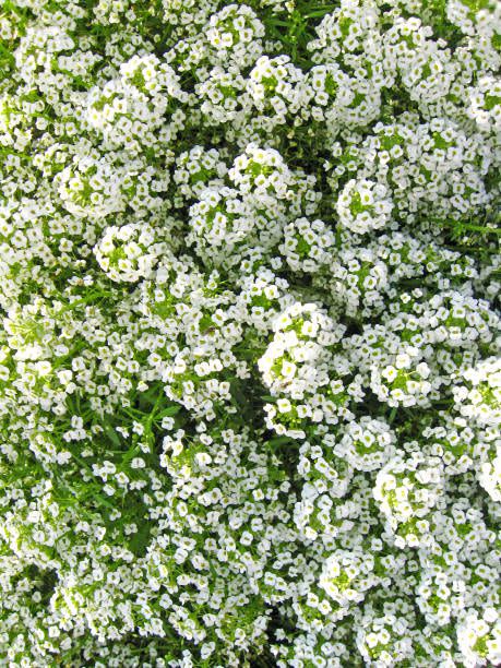 white flowers sweet alyssum