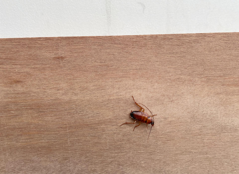 A cockroach on a wooden floor, depicted in a context related to travel accommodations