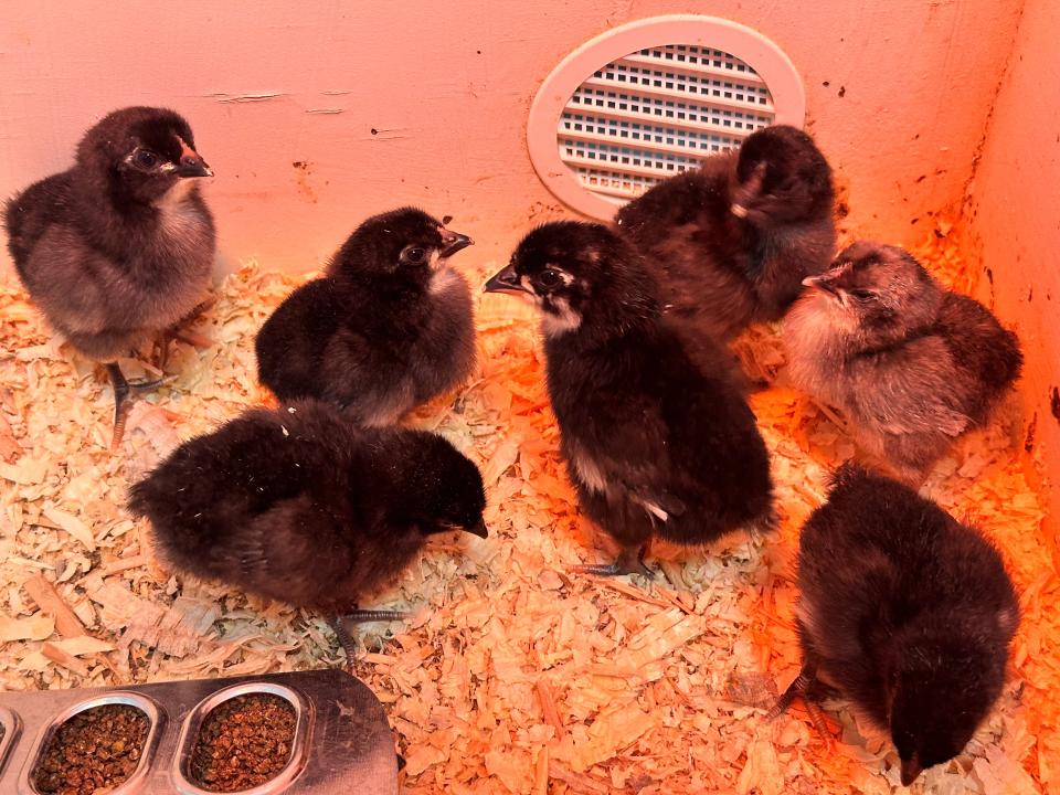 Baby chicks at Inspire Farms waiting to be picked up by its new owners.