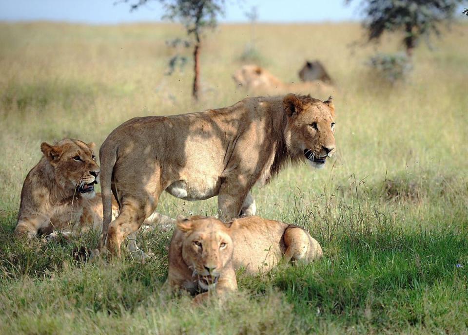 Members of a lion pride at the Ol Pejeta conservancy in Laikipia County, Kenya (AFP via Getty)