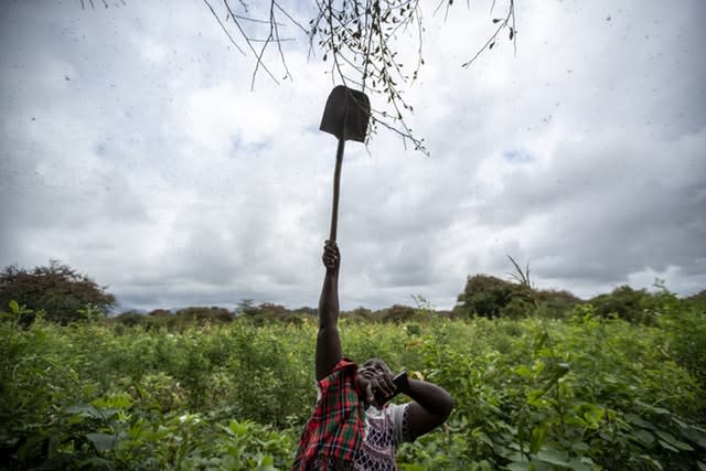 Kenya Africa Locust Outbreak