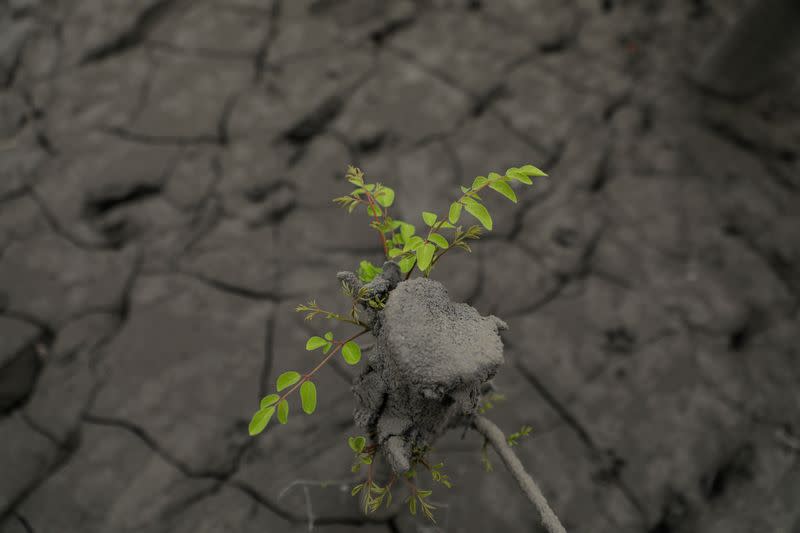 Leaves grow from an ash-covered plant following Taal Volcano's eruption, in Laurel