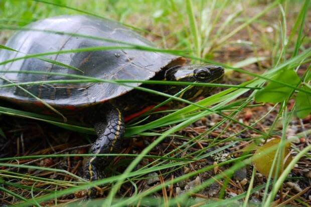 A turtle in the forest off Red Devil Hill in Revelstoke, B.C.