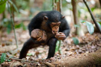 DisneyNature's "Chimpanzee" - 2012