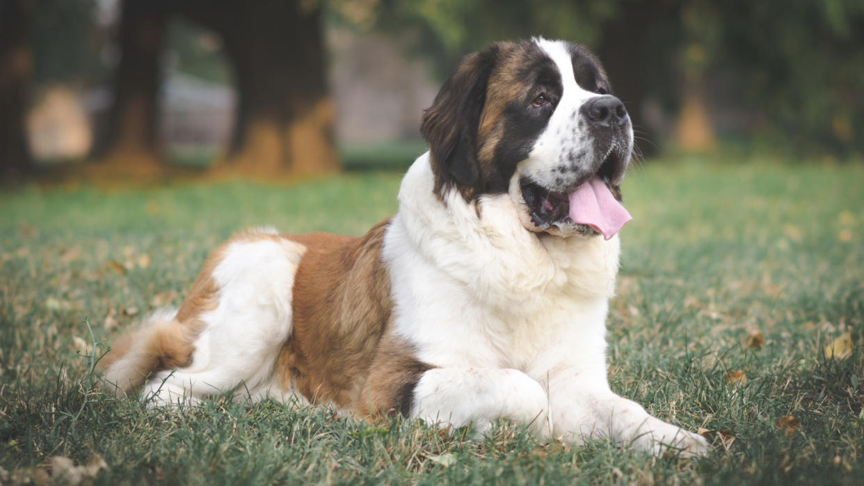 Saint Bernard lays in the grass