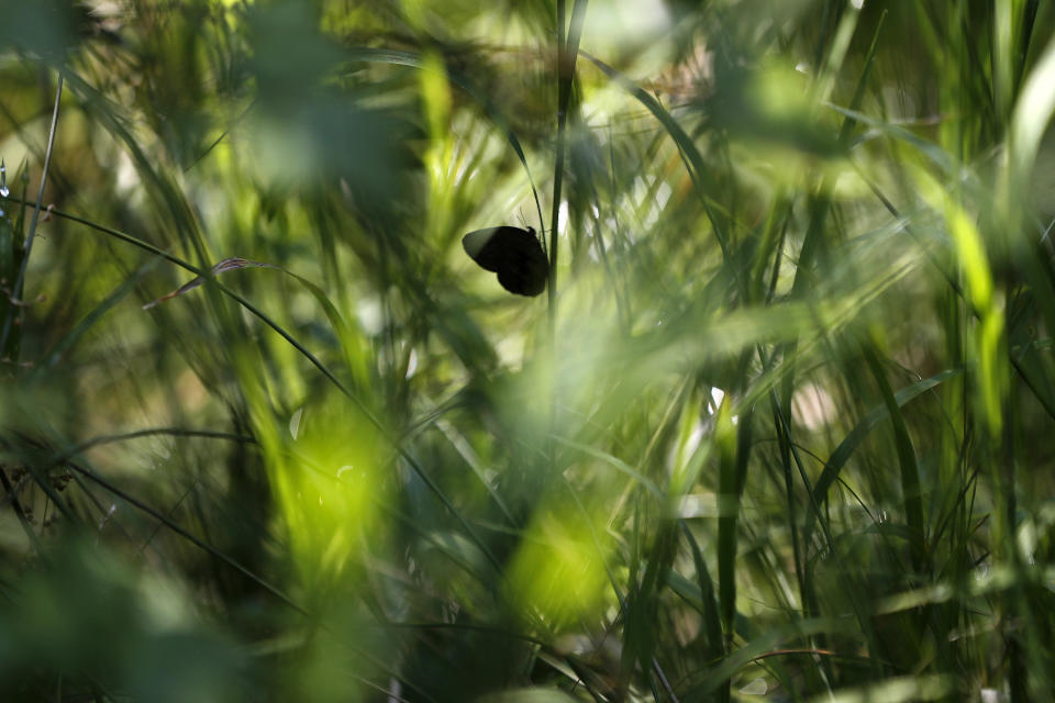 A St. Francis' satyr butterfly rests on sedge in swamp at Fort Bragg in North Carolina on Monday, July 29, 2019. One of Earth’s rarest butterfly species, there are maybe 3,000 specimens. (AP Photo/Robert F. Bukaty)