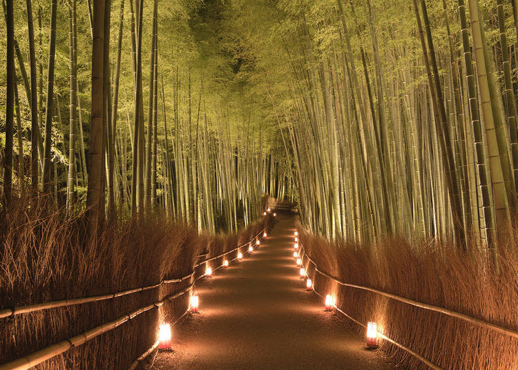 竹林小徑 照片提供：京都花燈路推進協議會