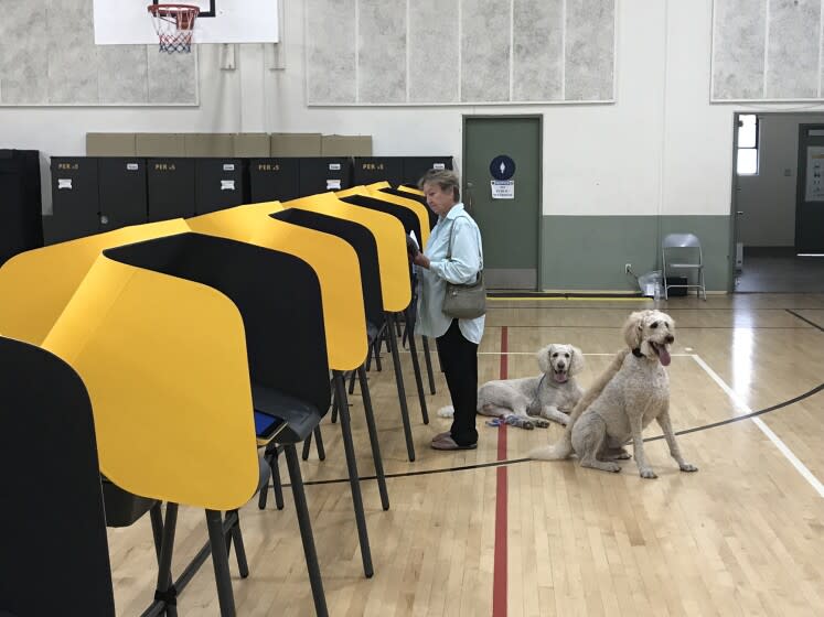 Janice Slattery voting in La Habra Heights, with her Standard Poodles, Randy and Trucker-T