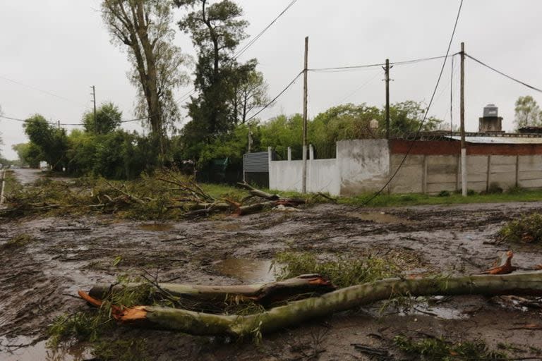 Las ramas de eucalipto que cayeron y mataron a una mujer en Moreno, en el conurbano bonaerense