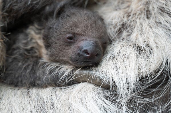 The Denver Zoo's new baby Linne’s two-toed sloth was born in January 2023, and donors voted to name him Wicket.
