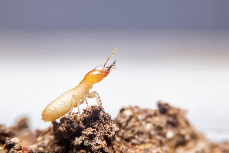 Whether you’ve spotted just one or an entire colony, seeing termites means it’s time to call an expert.