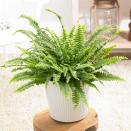 <p>The striking Boston Fern, famed for its air-purifying qualities, is one of the most popular houseplants around. Pet owners will be pleased to know that its foliage isn't toxic to dogs and cats, so you can still enjoy it in your home without worrying. </p><p><a class="link " href="https://go.redirectingat.com?id=127X1599956&url=https%3A%2F%2Fwww.primrose.co.uk%2F-p-132696.html&sref=https%3A%2F%2Fwww.housebeautiful.com%2Fuk%2Fgarden%2Fplants%2Fg35160955%2Fdog-friendly-plants%2F" rel="nofollow noopener" target="_blank" data-ylk="slk:BUY NOW VIA PRIMROSE;elm:context_link;itc:0;sec:content-canvas">BUY NOW VIA PRIMROSE</a> </p>